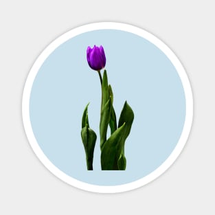 Single Purple Tulip Magnet